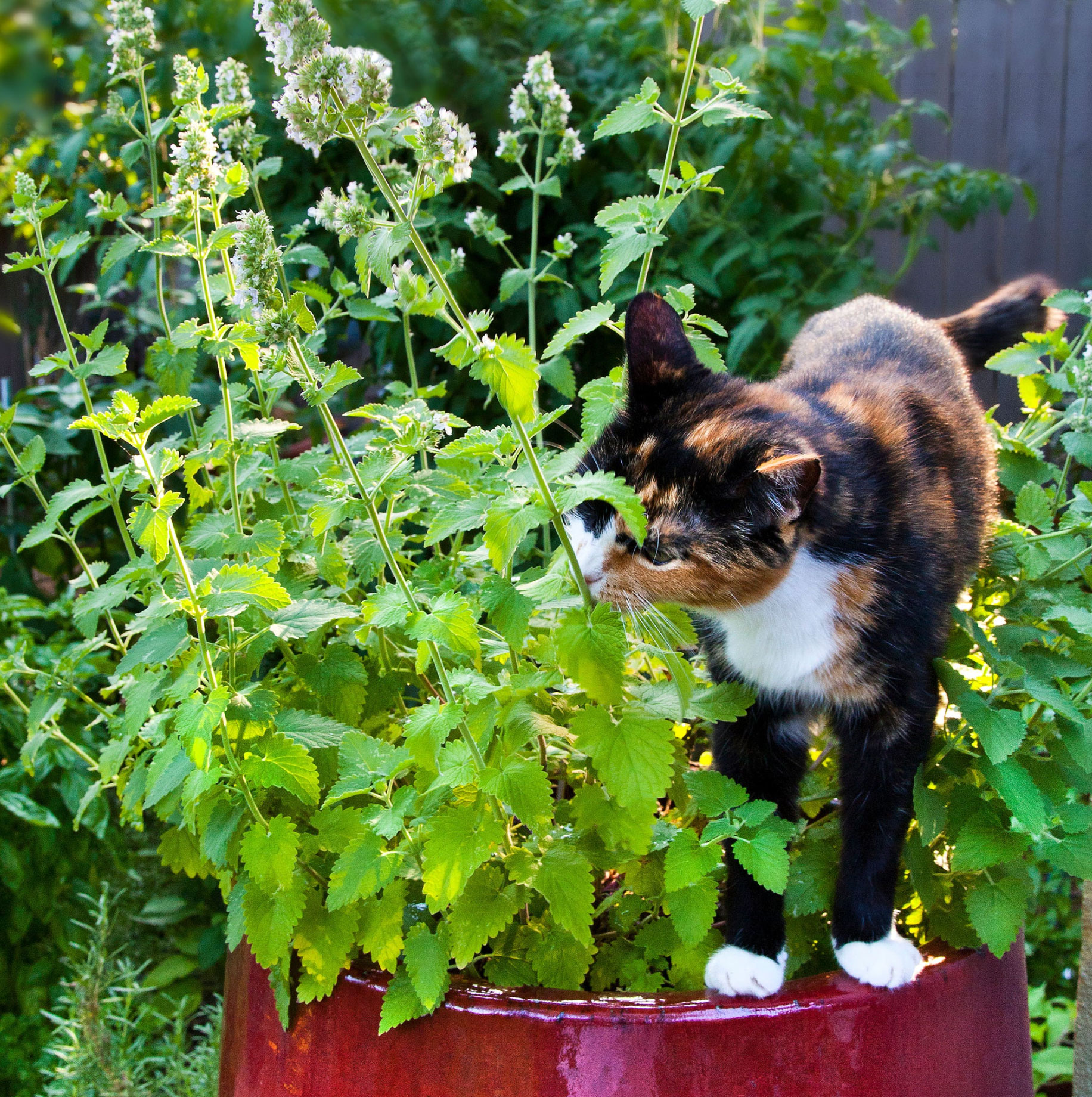 what does catnip do to cats _94887158 3427 4281 8a2f 161b2df7d812