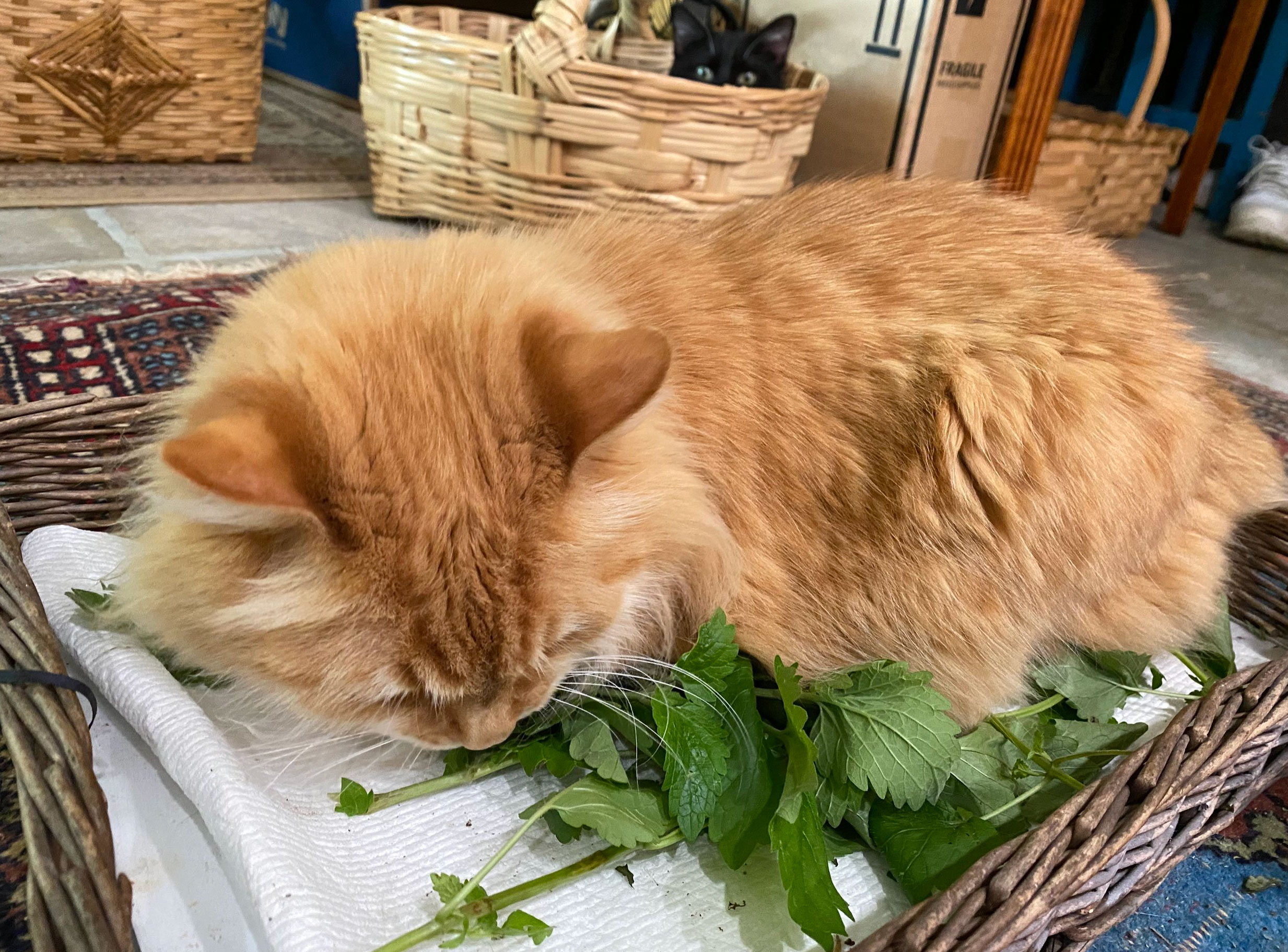 what does catnip do to cats _d21d4a8f 7965 458e a781 bf5a79153008