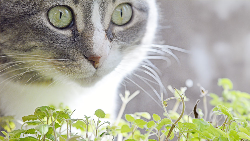 What Does Catnip Do To Cats?