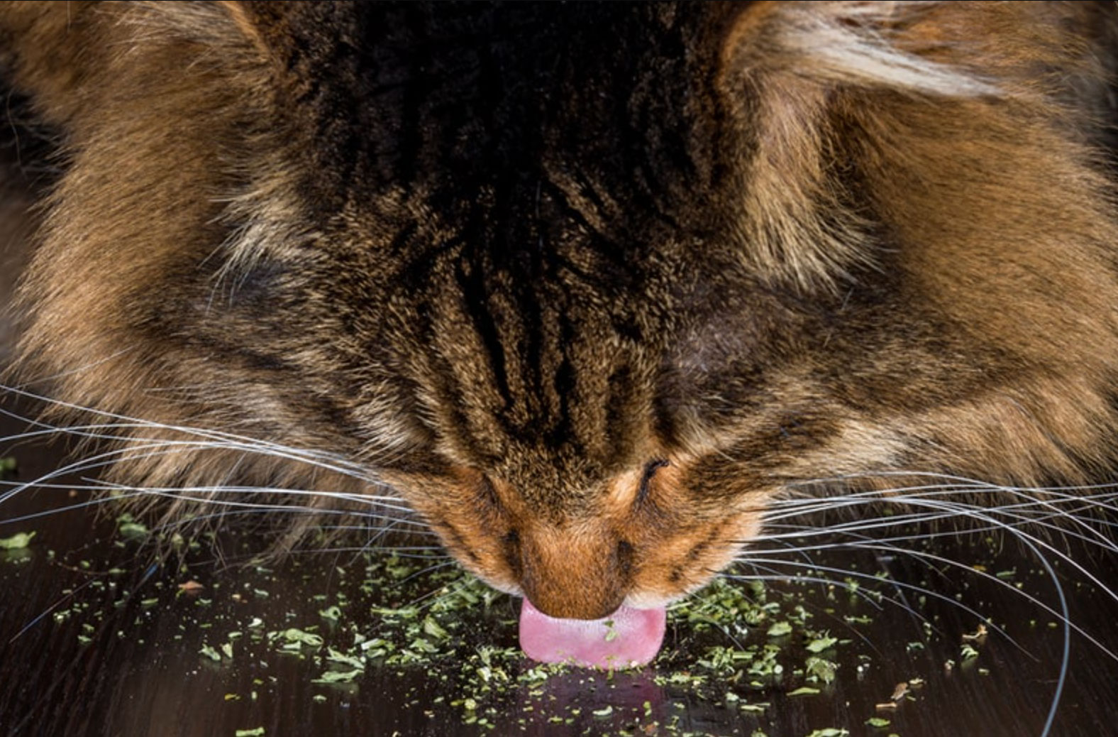 what does catnip do to cats _e2a5dc84 0fd7 46d8 ae23 3b651abbb0b6