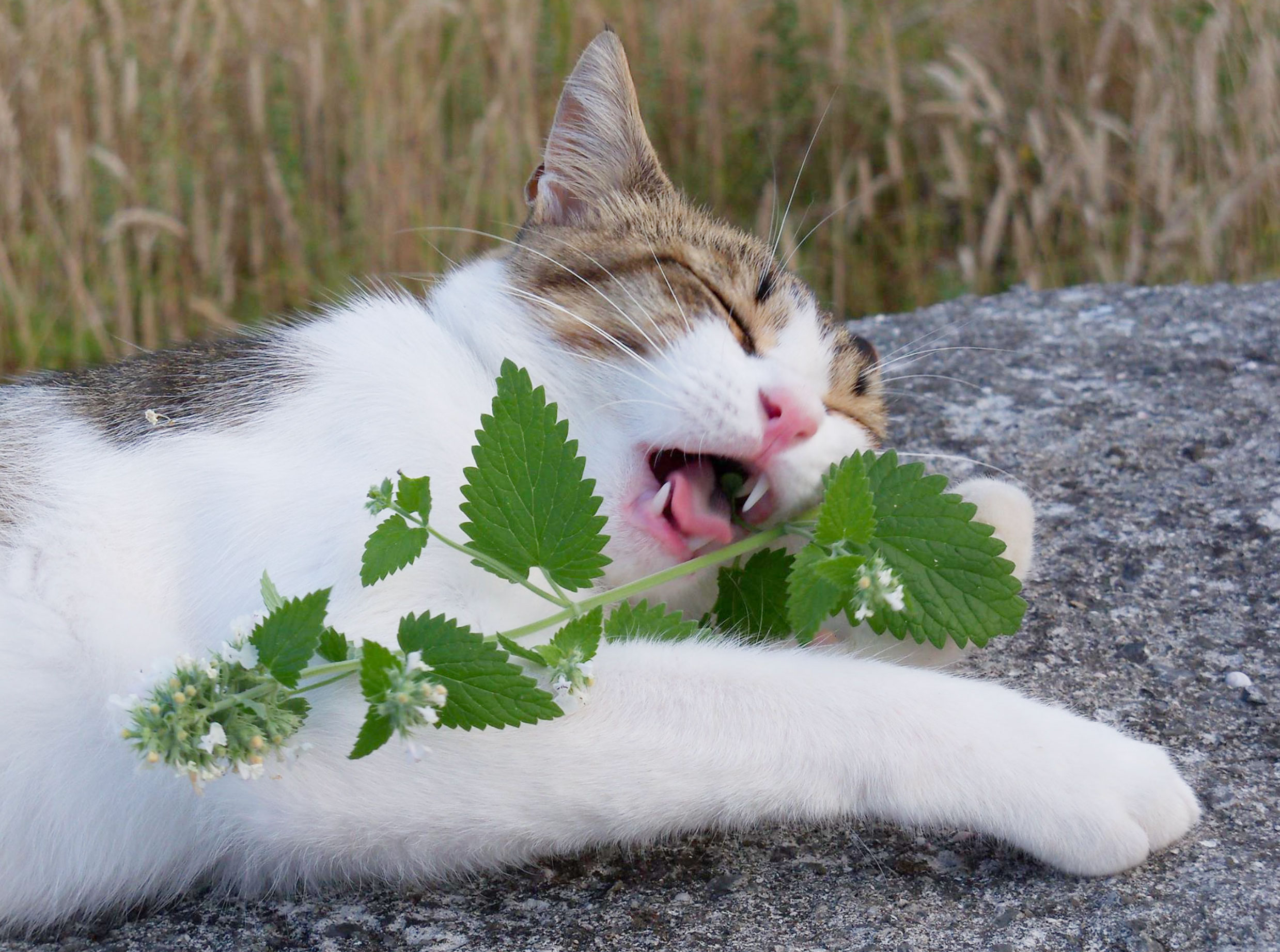 what does catnip do to cats _f792c5f9 4174 40a4 b2d1 4c18eff7975e