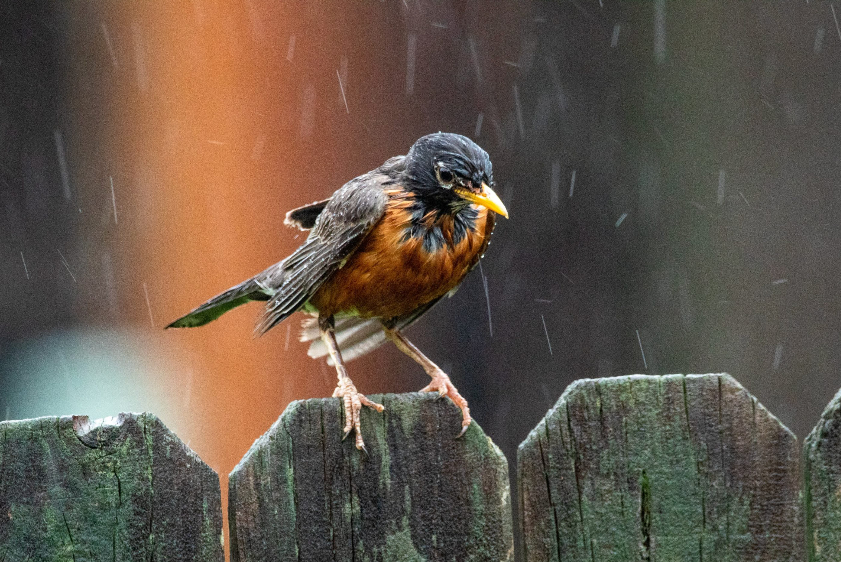 where do birds go when it rains _20286fb4 920d 4c6f b0cb c821c7d53845