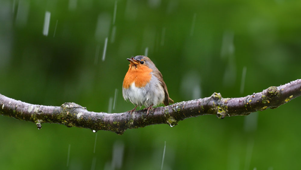 Where Do Birds Go When It Rains?