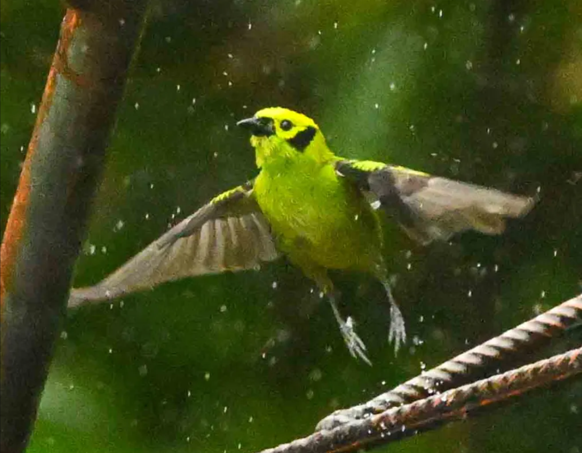 where do birds go when it rains _487920d4 5ad7 4fed a90d 15096845817b