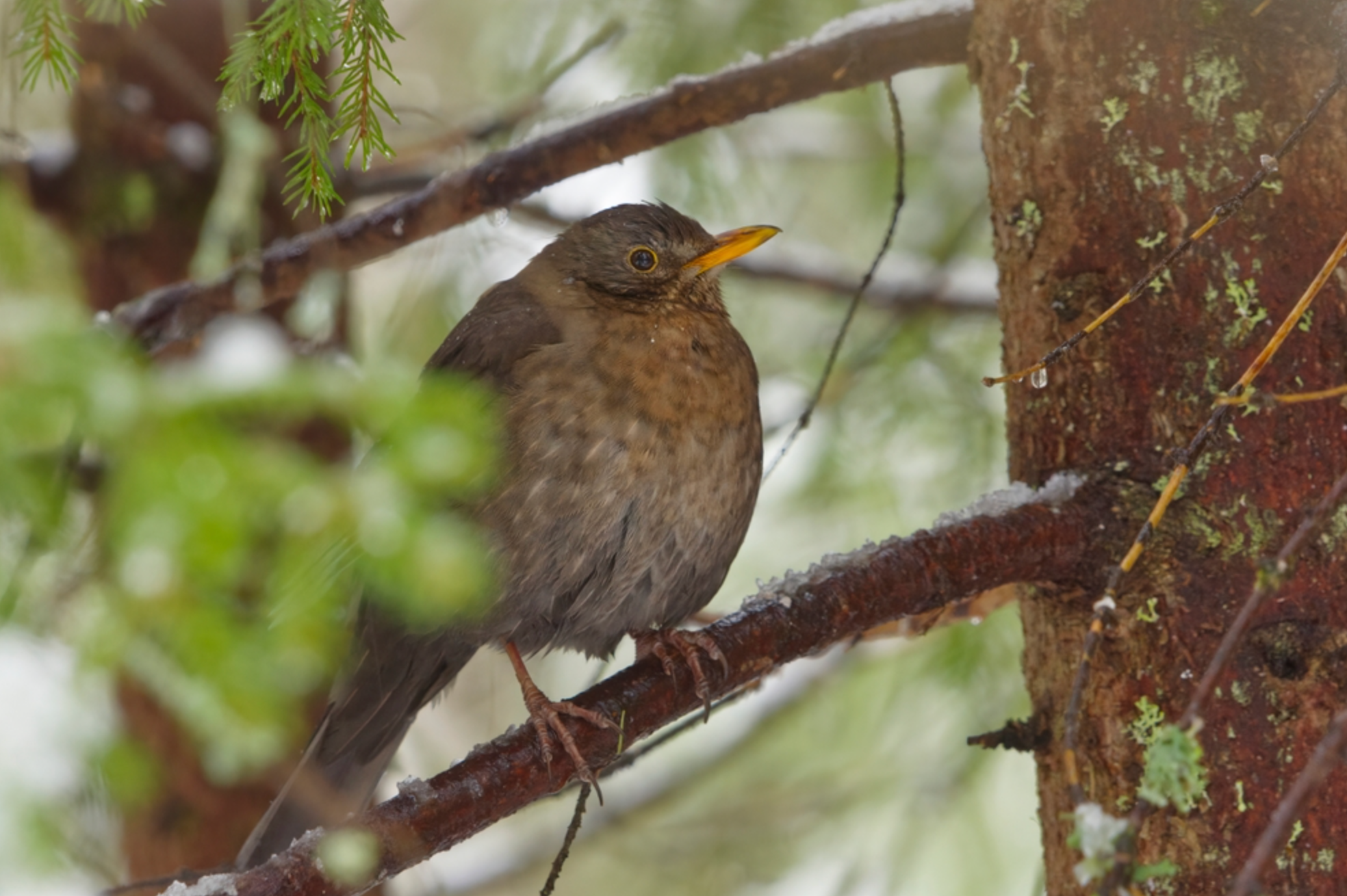 where do birds go when it rains _5026c09b 95b4 475c 9521 0e491d7ee26a