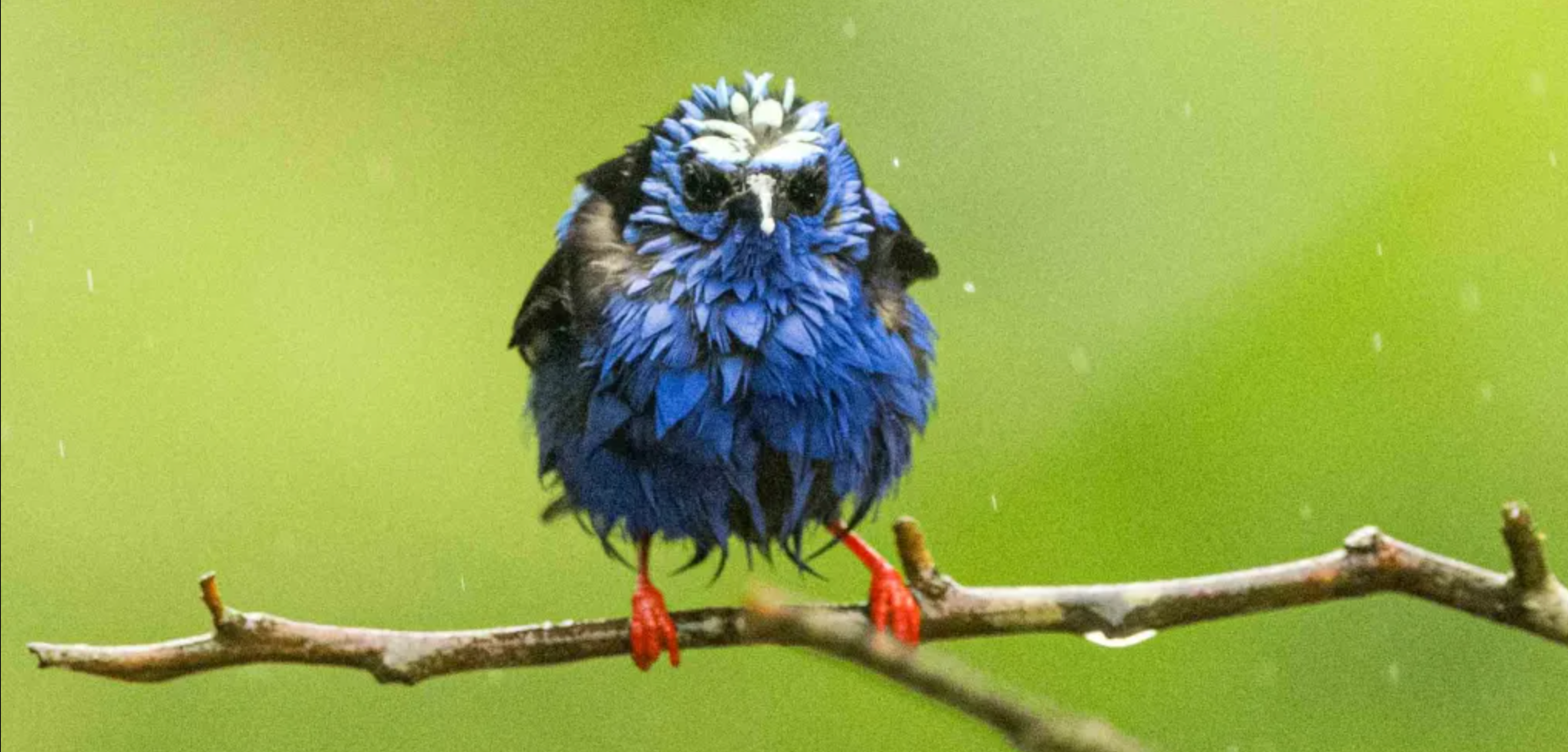 where do birds go when it rains _a2914f69 454f 481e 8af2 1f36657d368d