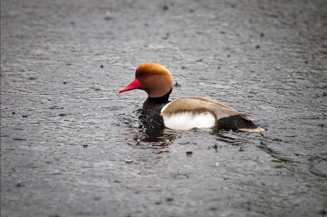 where do birds go when it rains _a57131e7 ffce 4df0 9850 8f658eafc96c