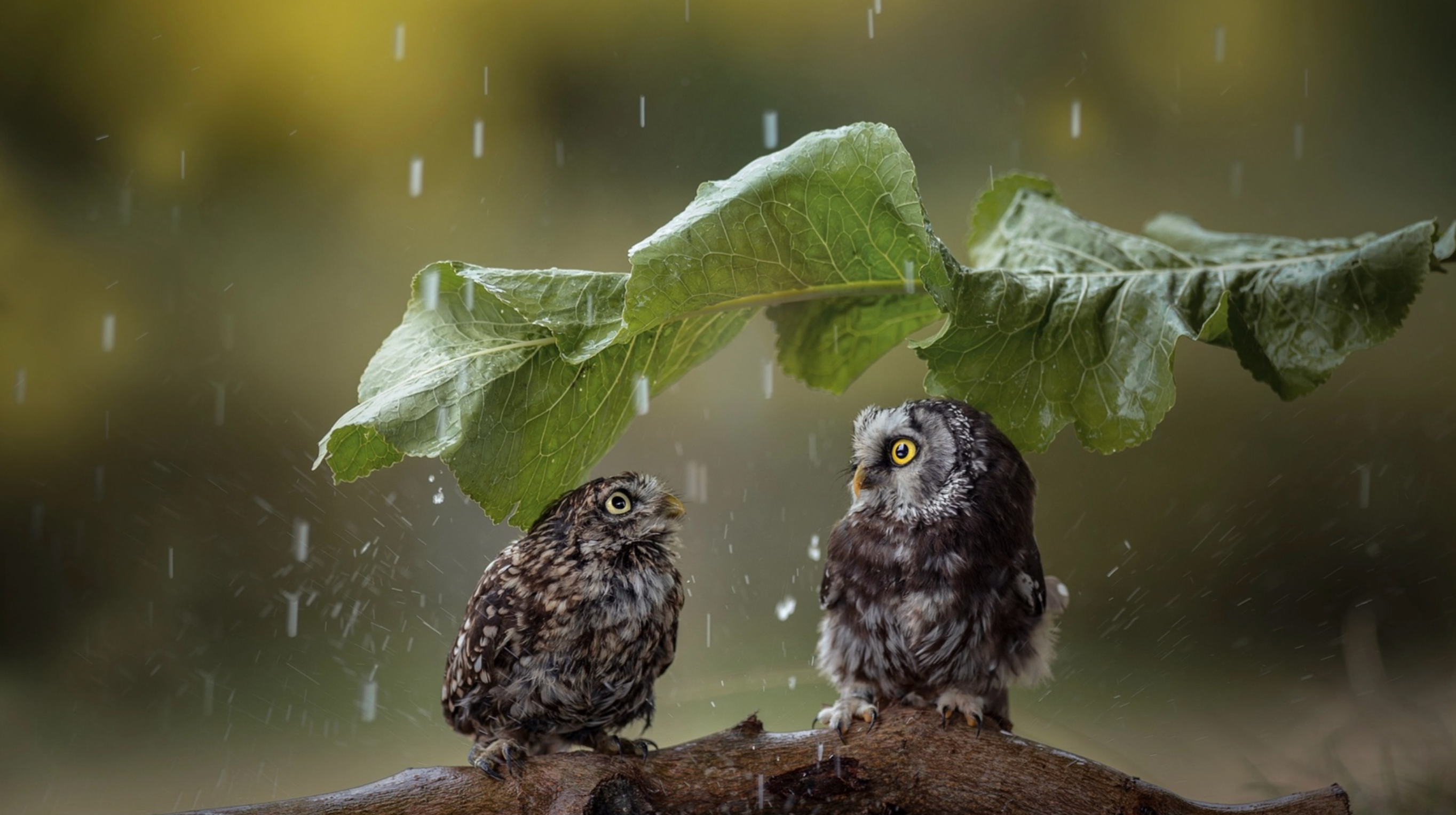 where do birds go when it rains _dc47e84b 6fb5 49ac b6b9 b280f63e0534