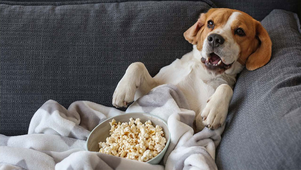 Can Dogs Eat Popcorn?
