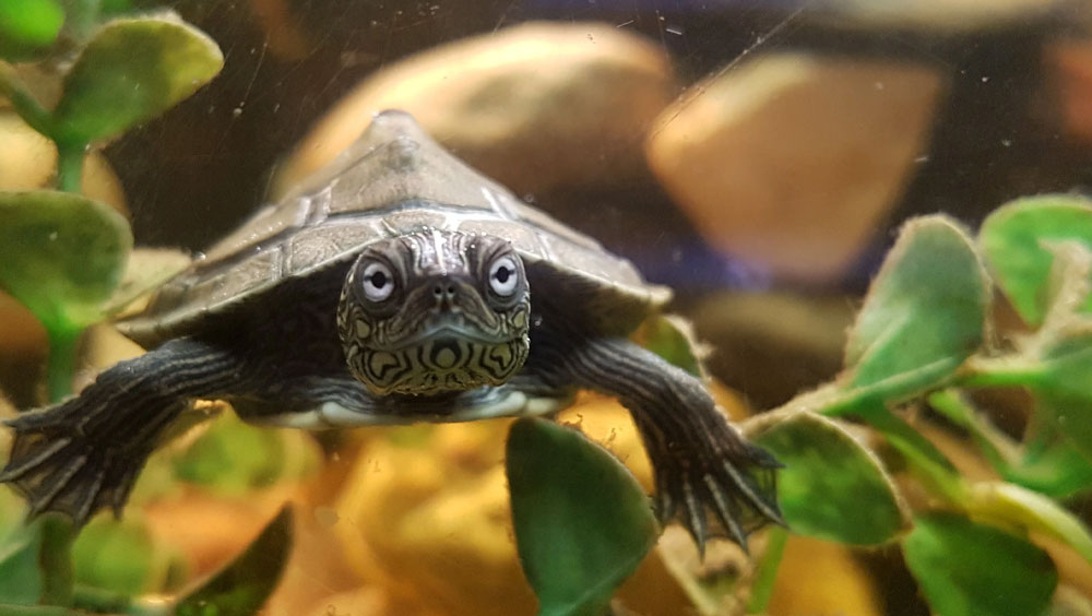 How Long Do Turtles Live?
