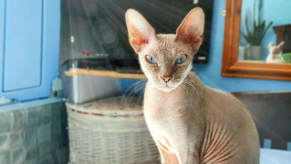 The Hairless Cat Breeds