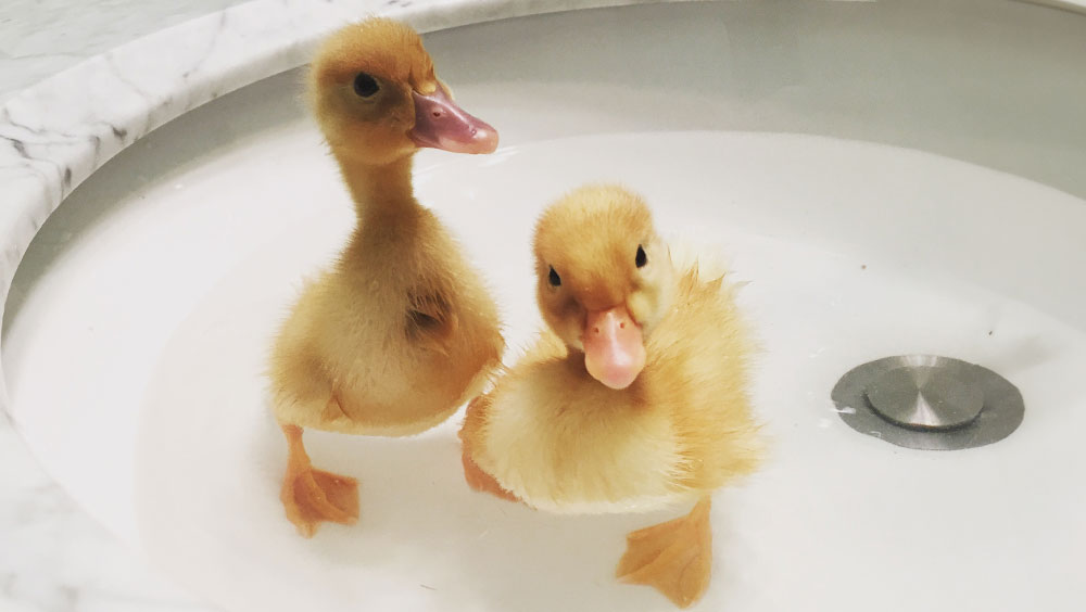 What Do Baby Birds Eat?