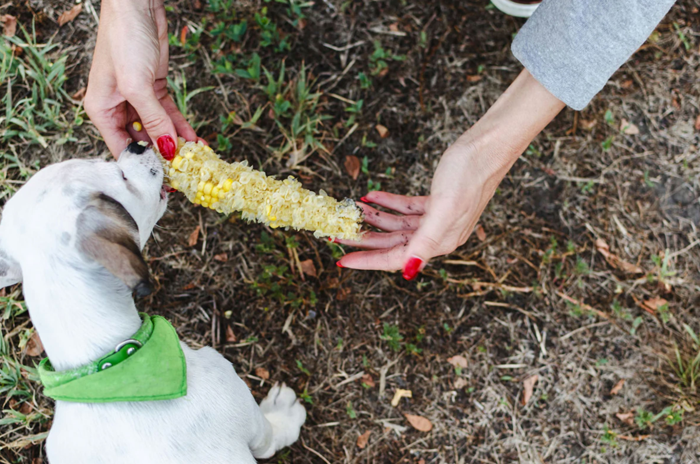 can dogs eat corn_01fed3a1 5c62 4f44 afff 9c7db4a3328e