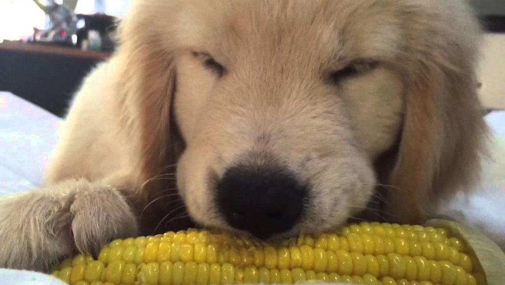 Can Dogs Eat Corn?