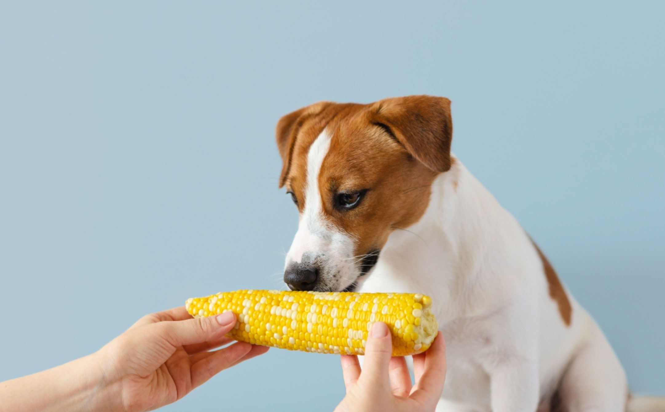 can dogs eat corn_0802bf04 1d7f 4f5e 8c98 d889380e9941