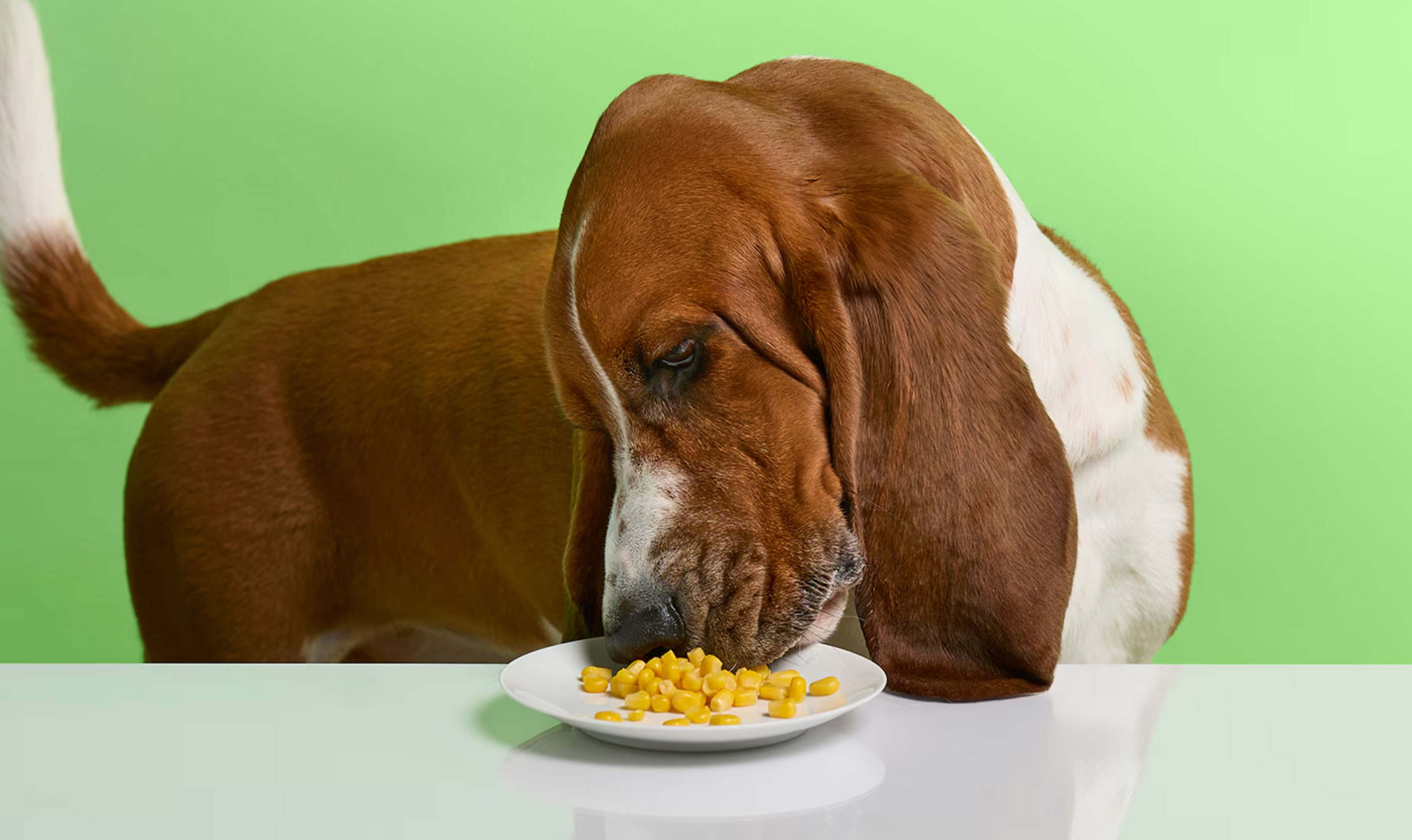 can dogs eat corn_35d87f60 bb47 44e0 95d0 5bfbaa39ba7d