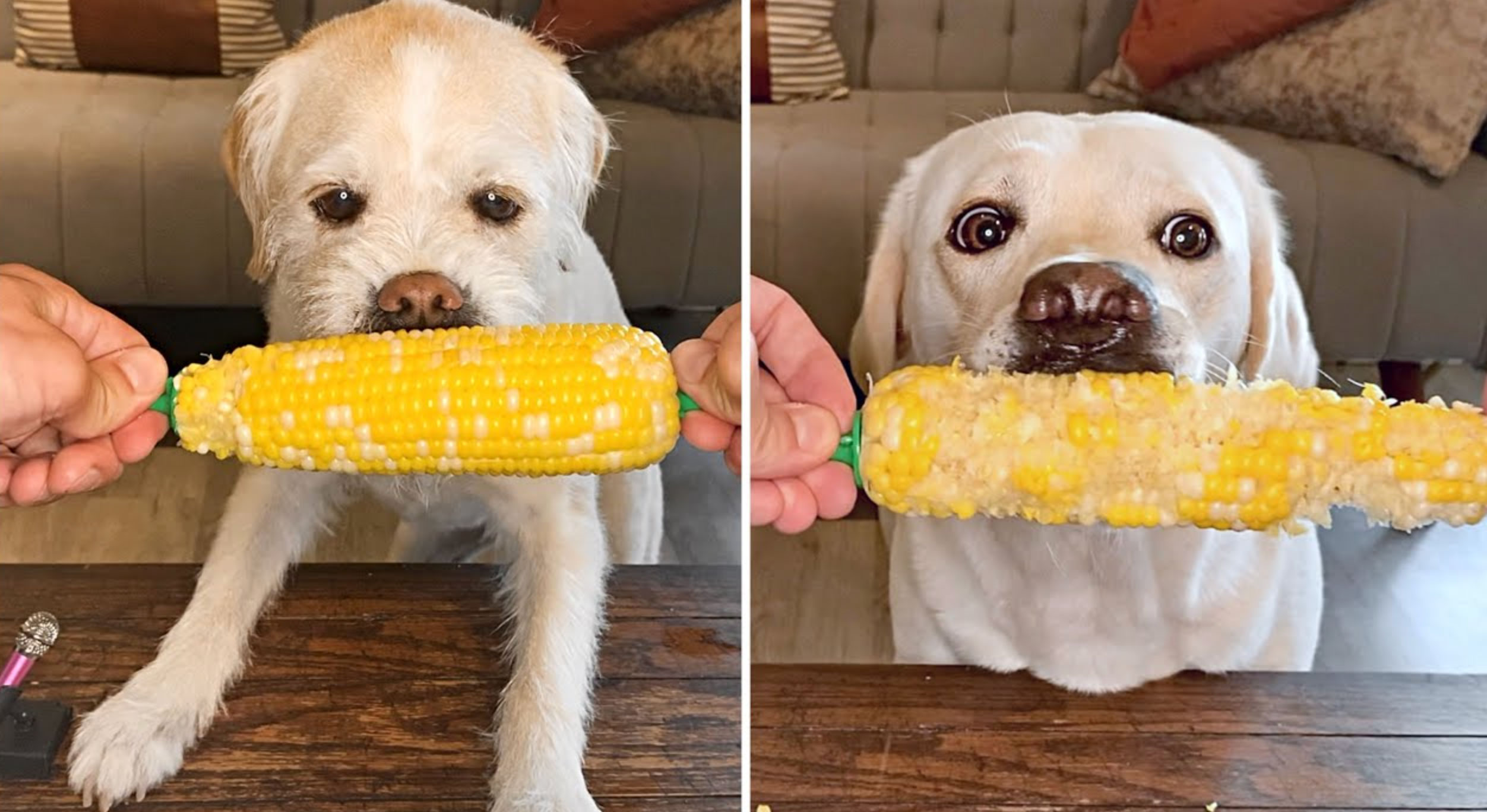 can dogs eat corn_4c933be1 5fcc 408b b381 5c7c4587e263