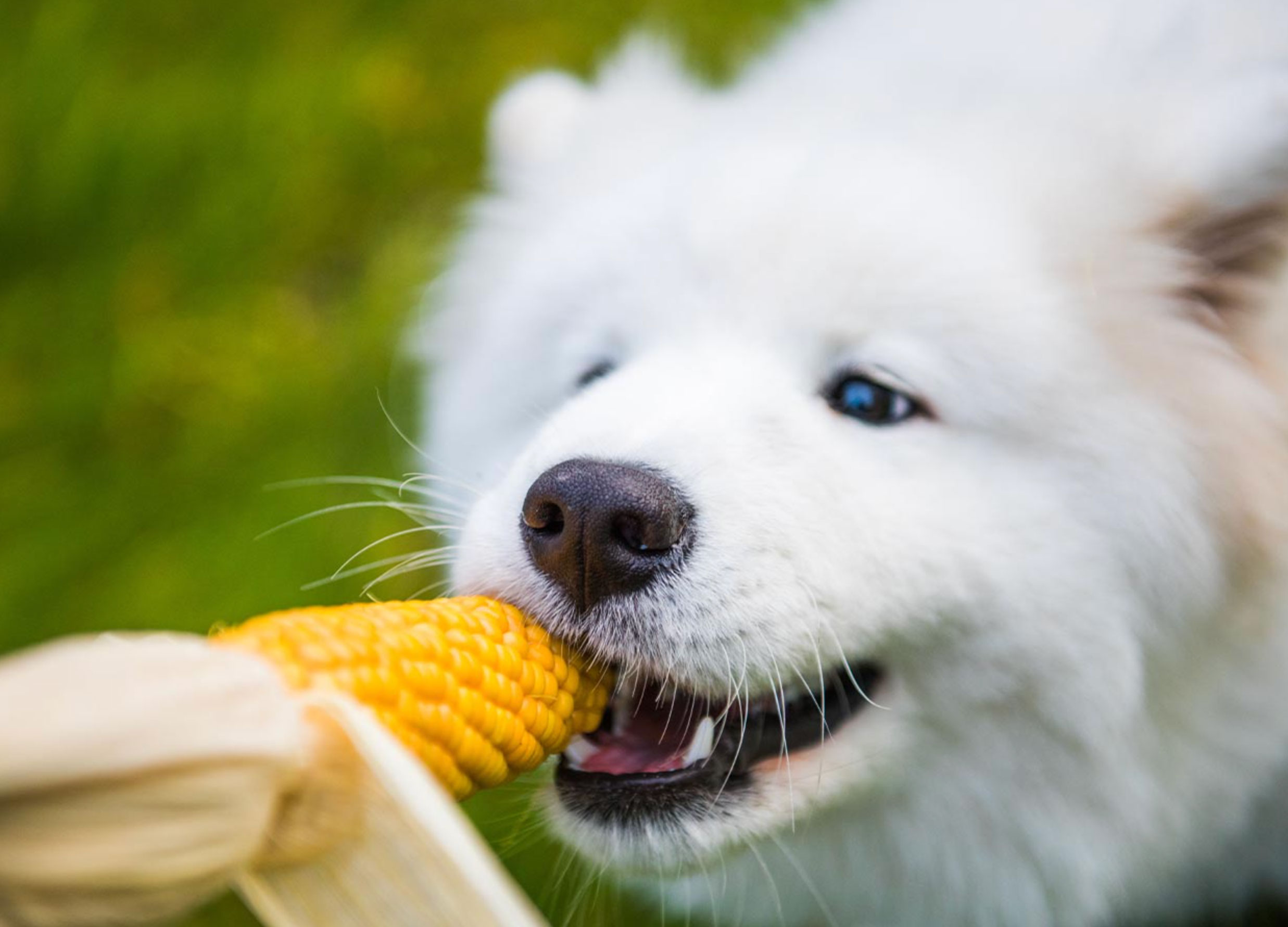 can dogs eat corn_4cfa10d7 8206 40de af2f 71f89363d79c