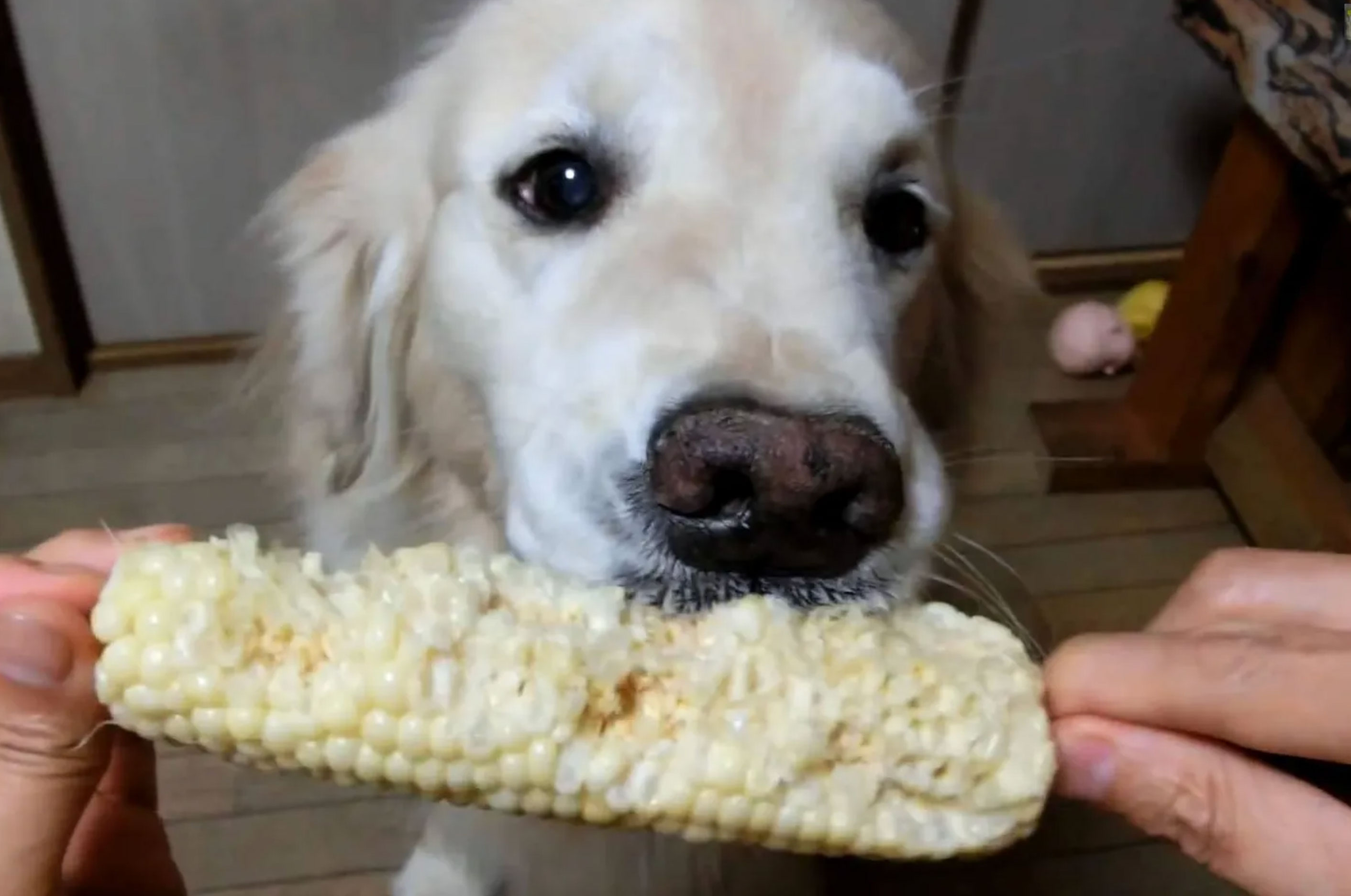 can dogs eat corn_66a0908f c7c3 4aba a83b cfefad323f8f