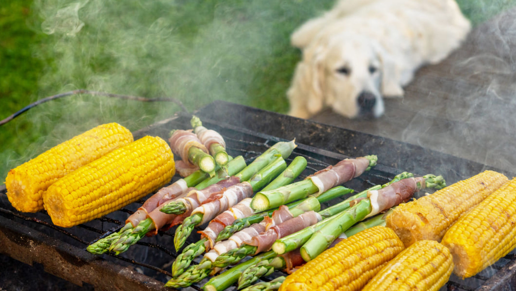 can dogs eat corn_db80a738 4c89 4c53 b45c 7c15ad25ea7b