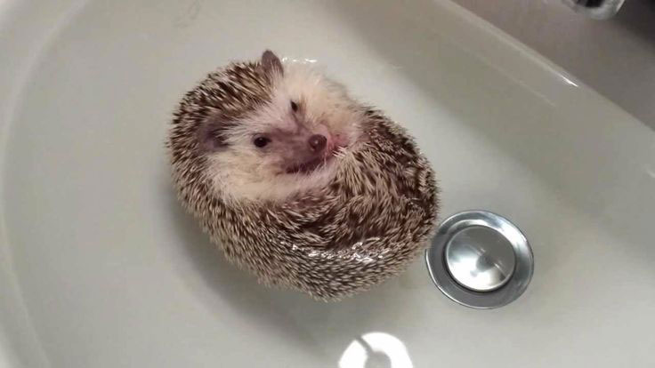 can hedgehogs swim_2a34b2ba 79ab 459a a9c5 271ac2b2fbe4