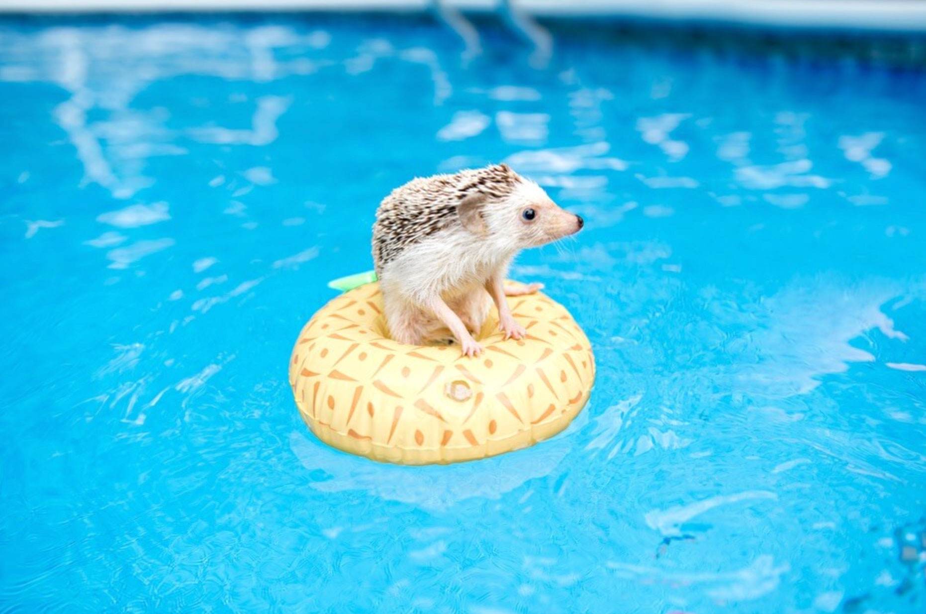 can hedgehogs swim_36631a33 702f 458d bc62 2892cdc194f2