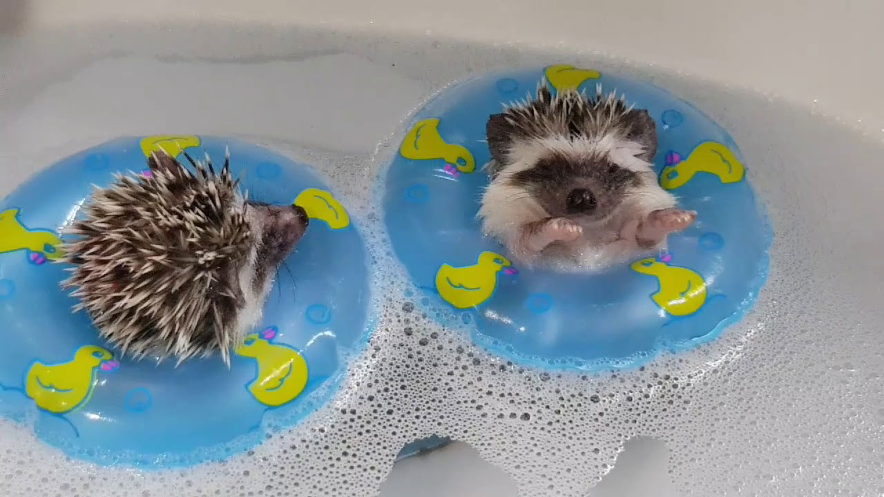can hedgehogs swim_508e8fb0 0a15 4913 95aa 2b21ae5f903a