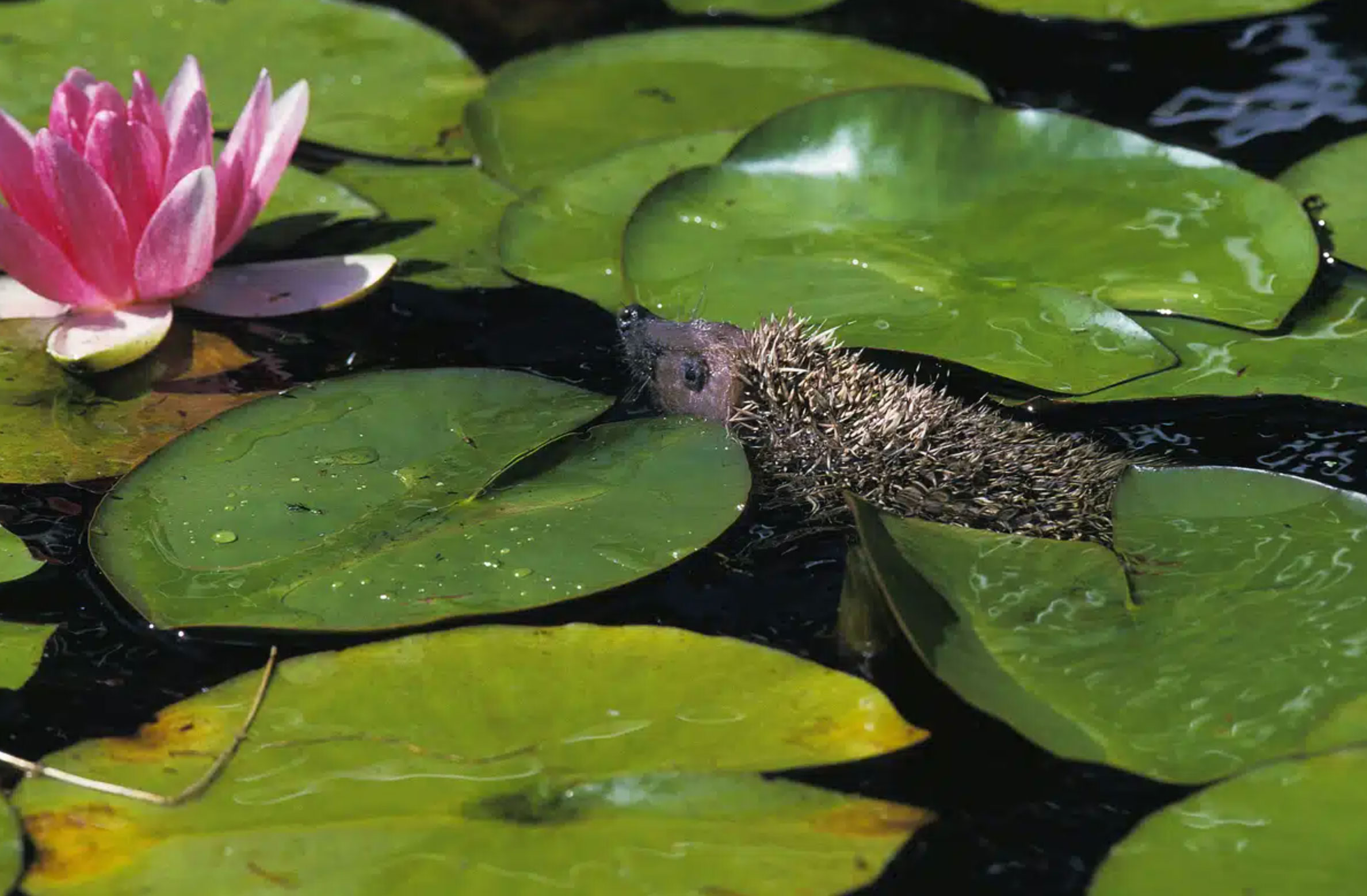 can hedgehogs swim_51425583 56a7 4419 83f9 327ce00cec12