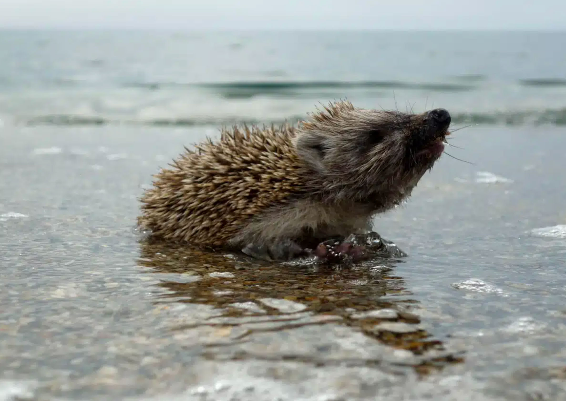 can hedgehogs swim_932f18b7 8aa3 41fe 8335 84c2257f3b5d