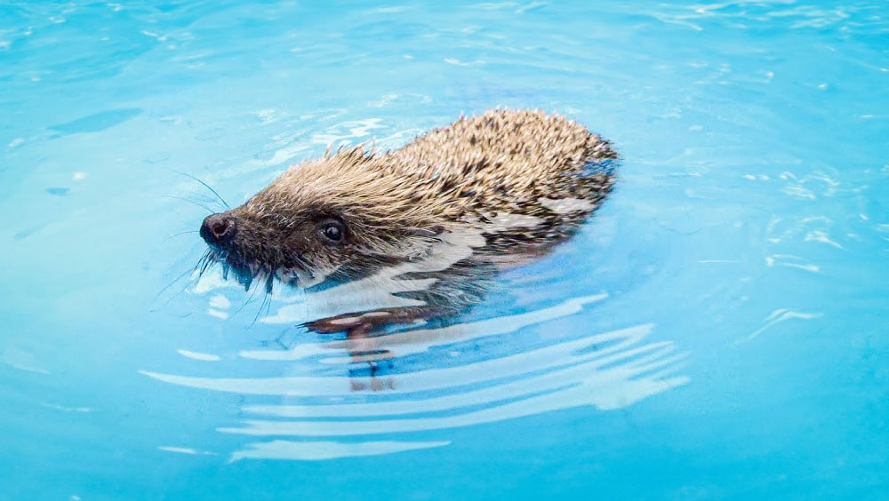 Can Hedgehogs Swim?