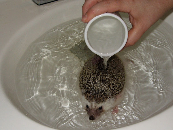 can hedgehogs swim_bdd62952 a01d 4190 8db6 d604e052fc58