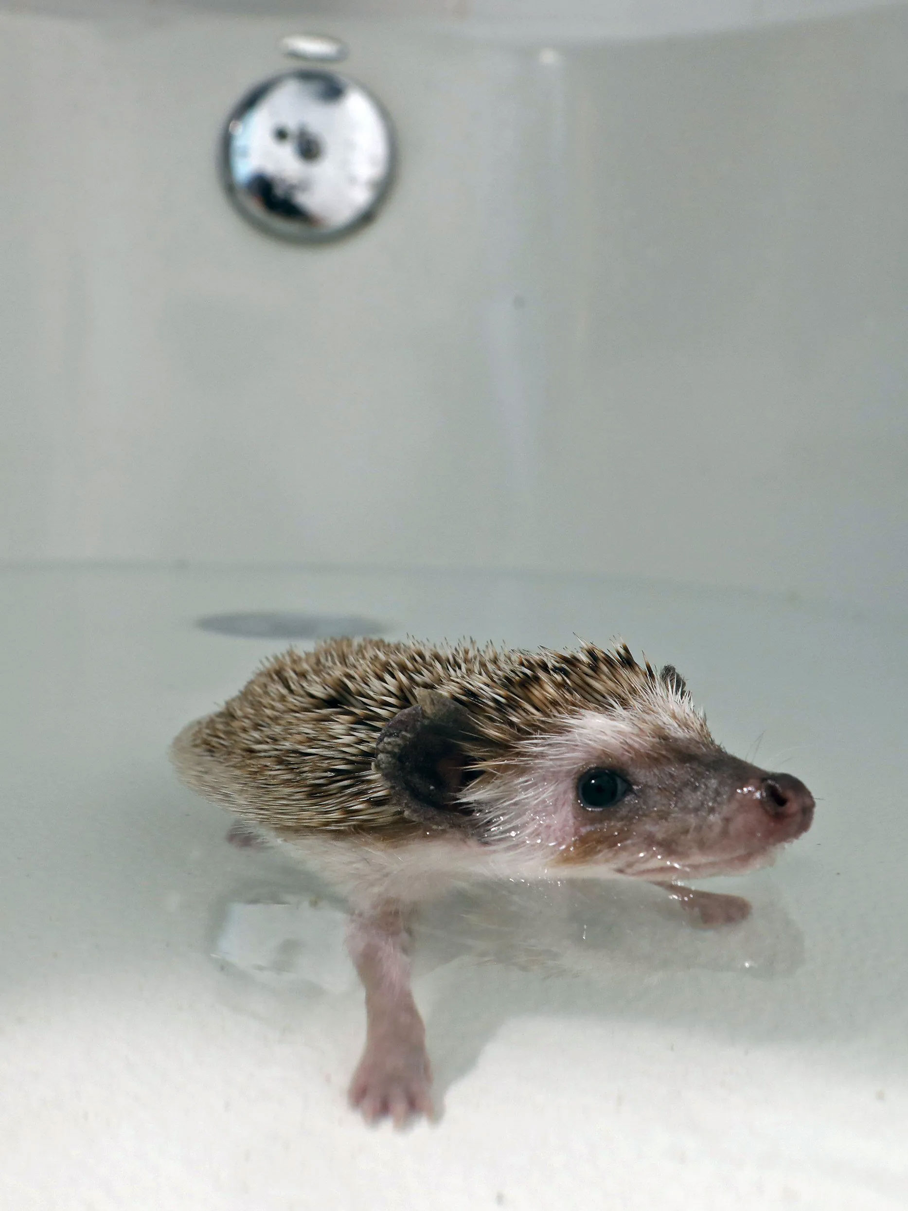 can hedgehogs swim_d52e541a b745 4042 ab38 29ace8943443
