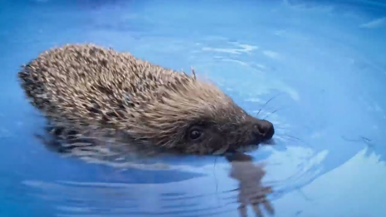can hedgehogs swim_ec0e8ce1 5a41 4923 a2de 4f65aa114e62