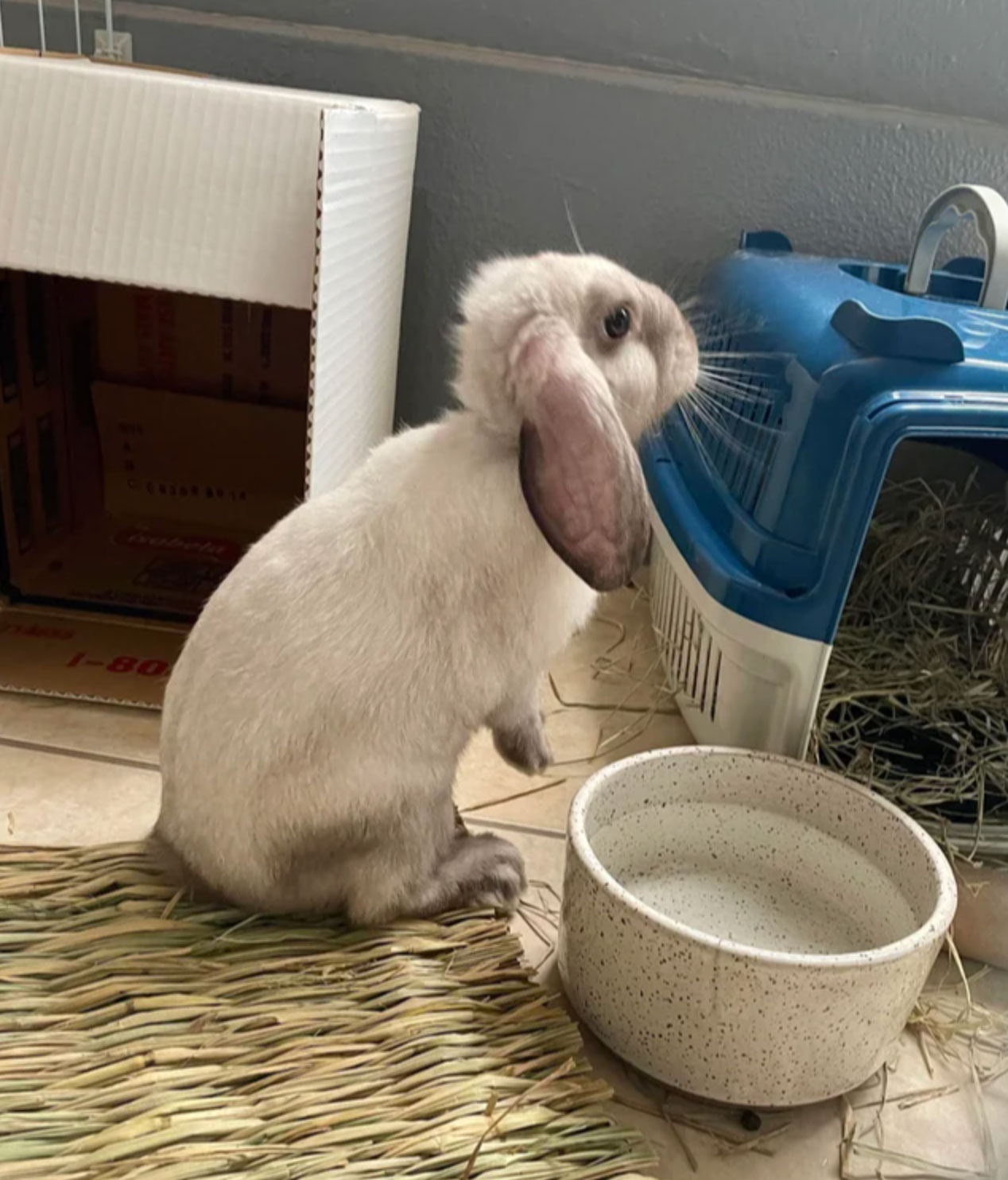 how long do rabbits live as pets _125c55b5 7bde 4920 a8d1 14b2f8895a5f