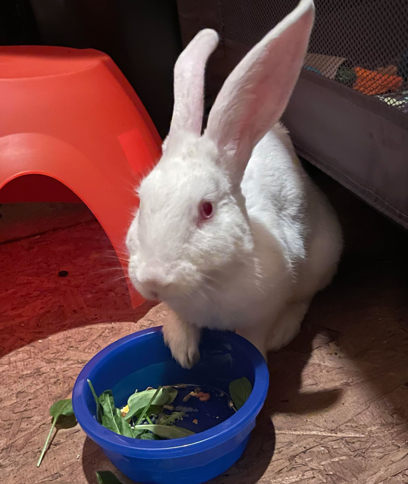 how long do rabbits live as pets _23ccb792 0d77 40ed 8ad4 ca6c13f28d52