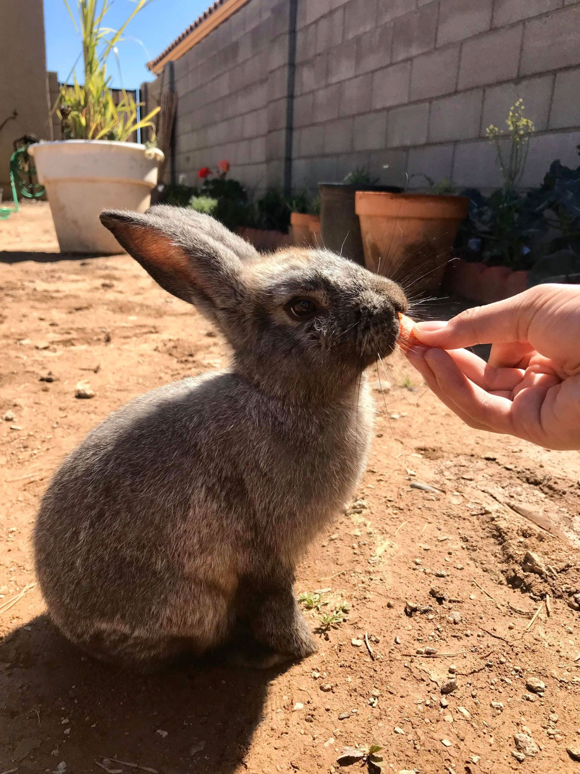 how long do rabbits live as pets _54b6f283 e56a 41e1 9756 902648596a93