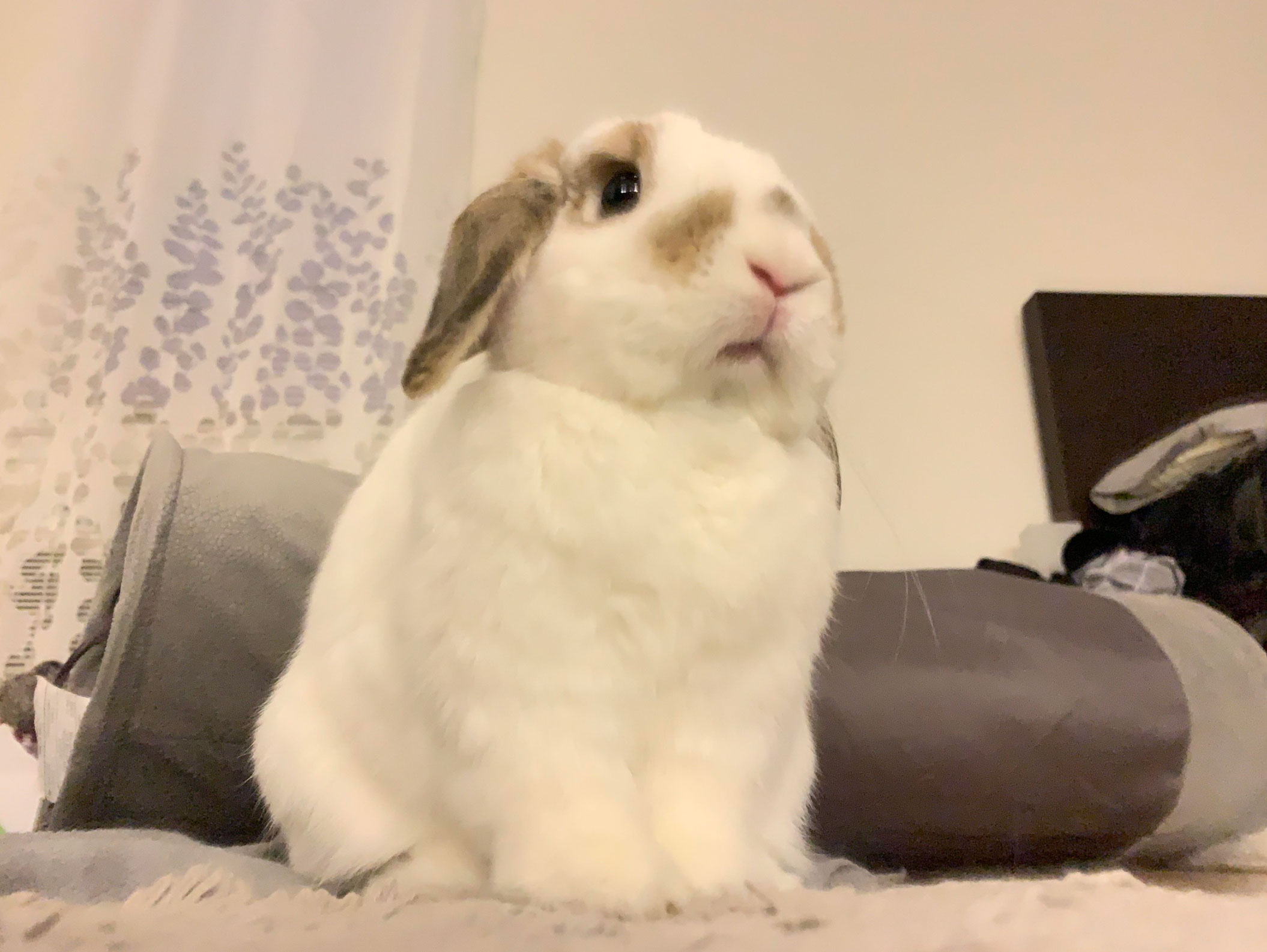 how long do rabbits live as pets _5d1bb82c cfe2 486a b98d e35ba1050a83