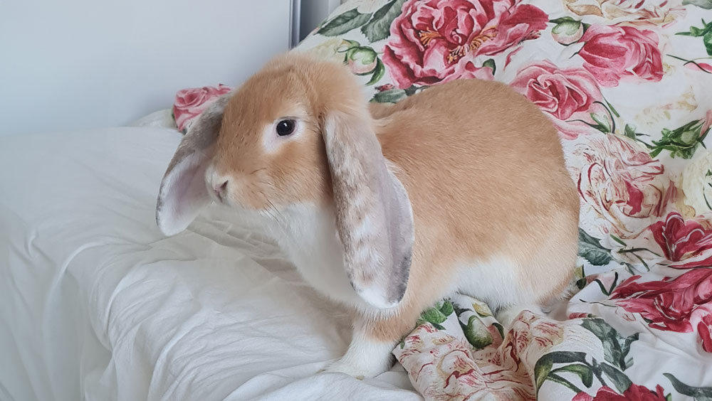 How Long Do Rabbits Live As Pets?