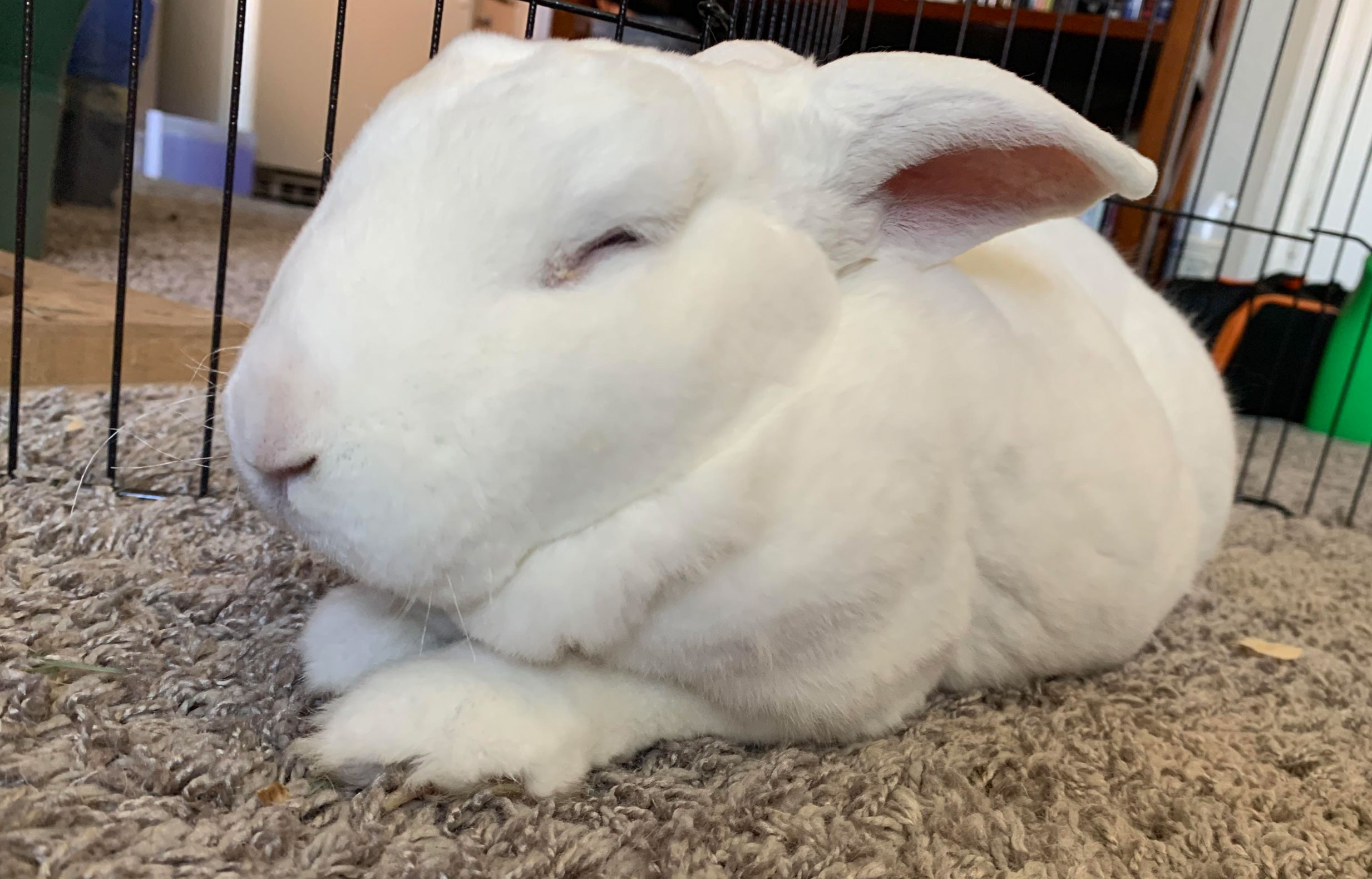 how long do rabbits live as pets _ba4898eb 8387 464f ad36 f4f3bad54356