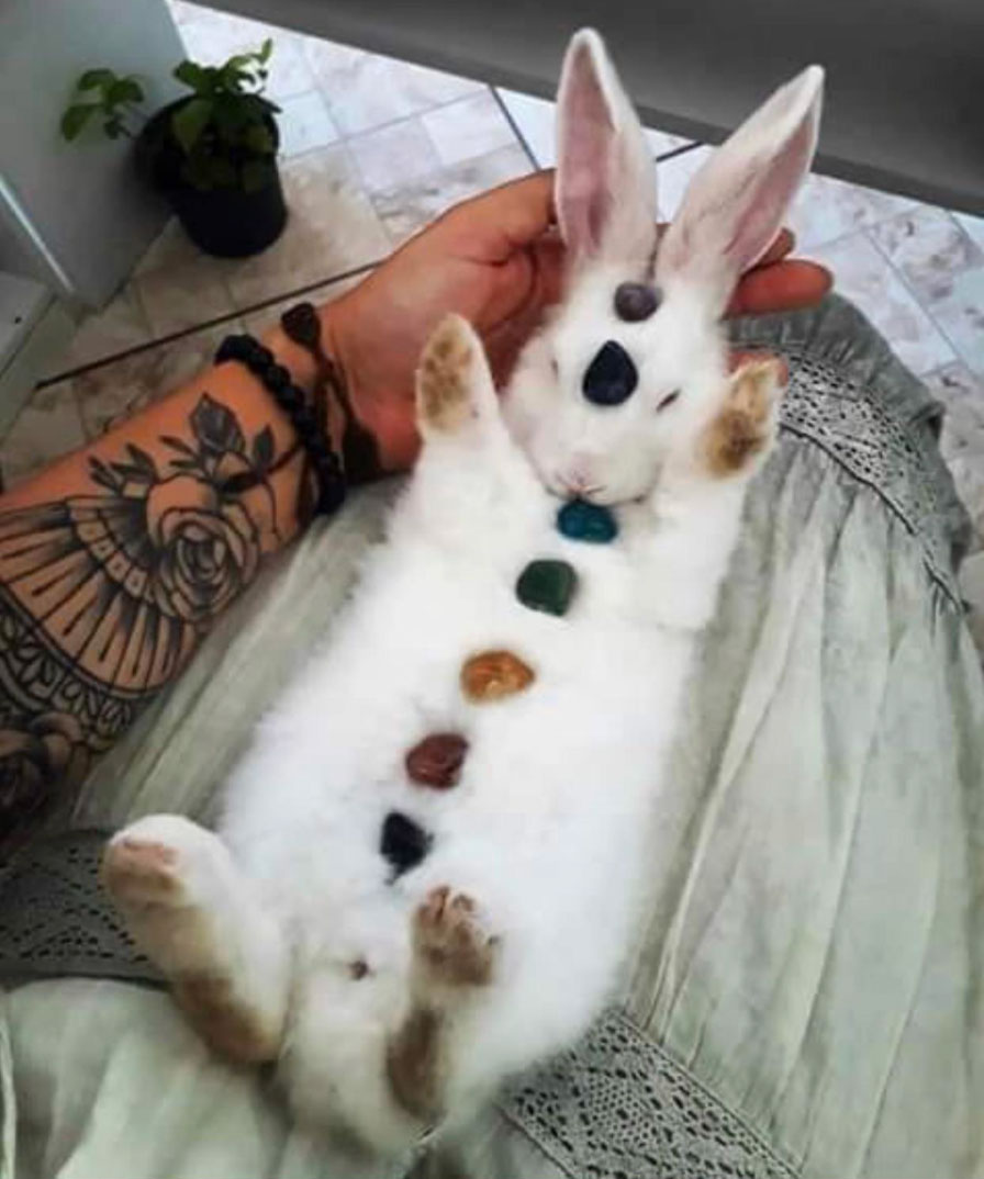 how long do rabbits live as pets _e9a02ccc 43d8 4de4 9d4e d65db16c7683