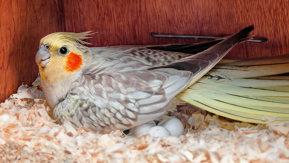 When Do Birds Lay Eggs?
