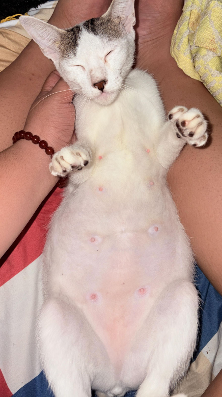 how long are cats pregnant_260a5e32 dad6 40d6 94b8 60ea216b7633