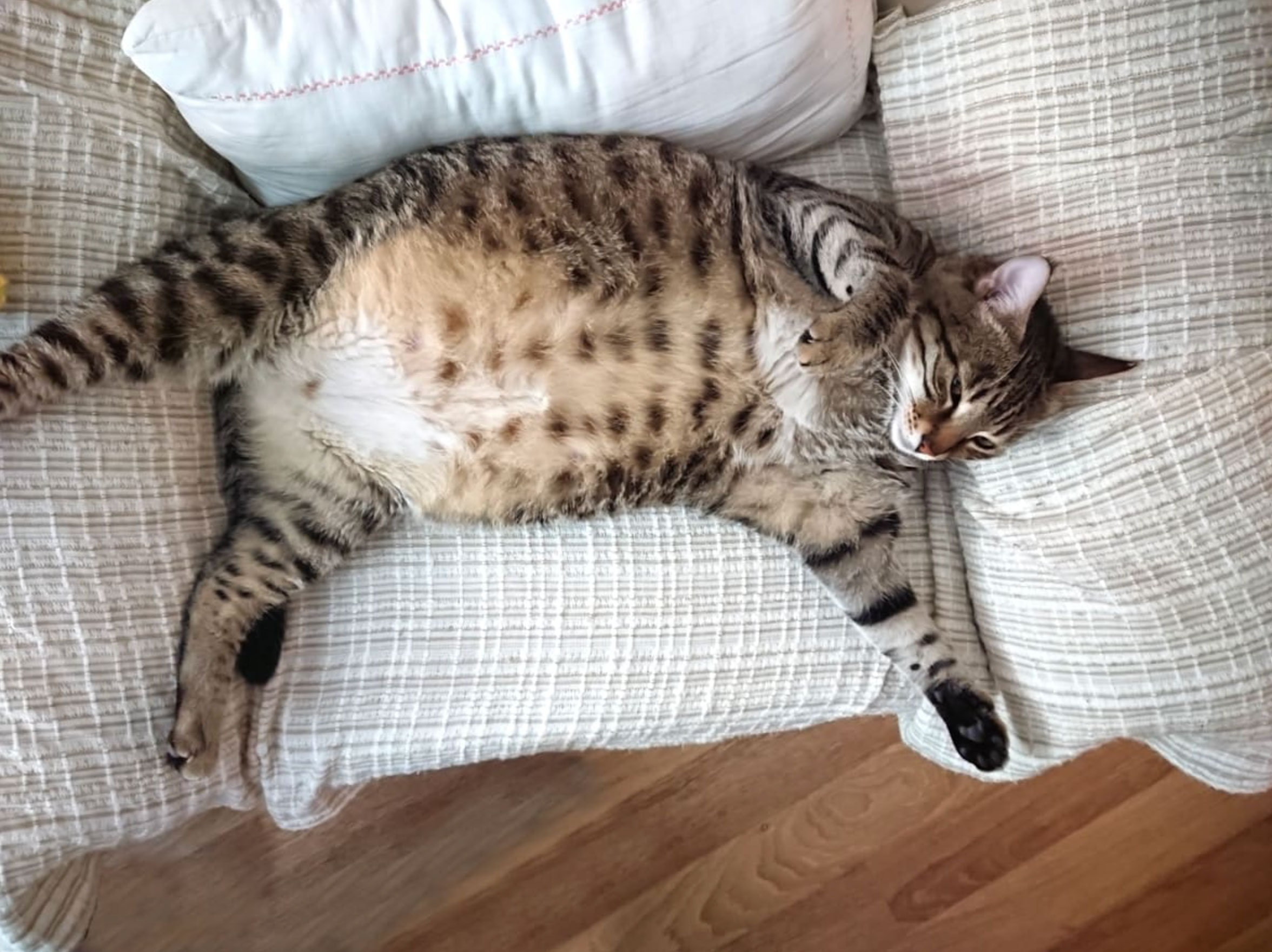 how long are cats pregnant_63321f54 72f6 486b bd55 b3629bd38b8c
