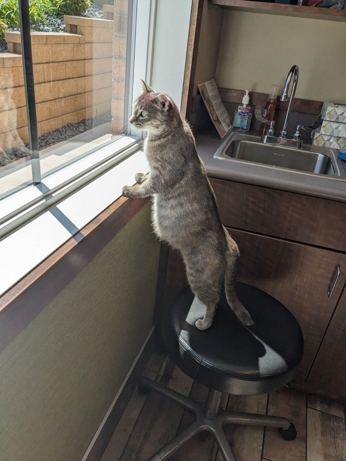 how long are cats pregnant_74052e6c 4791 4119 ab4b 96a646cb6240