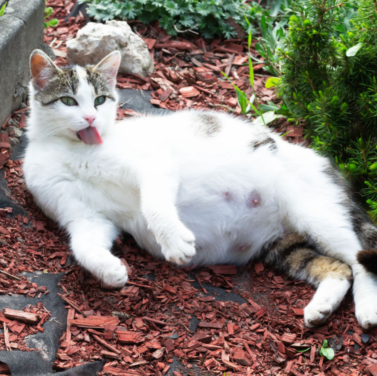 how long are cats pregnant_a95a81ba a434 4928 a67e 32faf1670bea