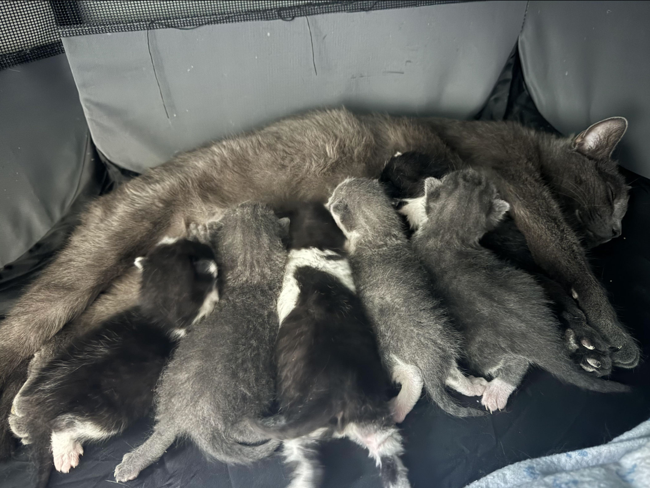 how long are cats pregnant_d69db617 016e 4005 8b28 be4cf429b737