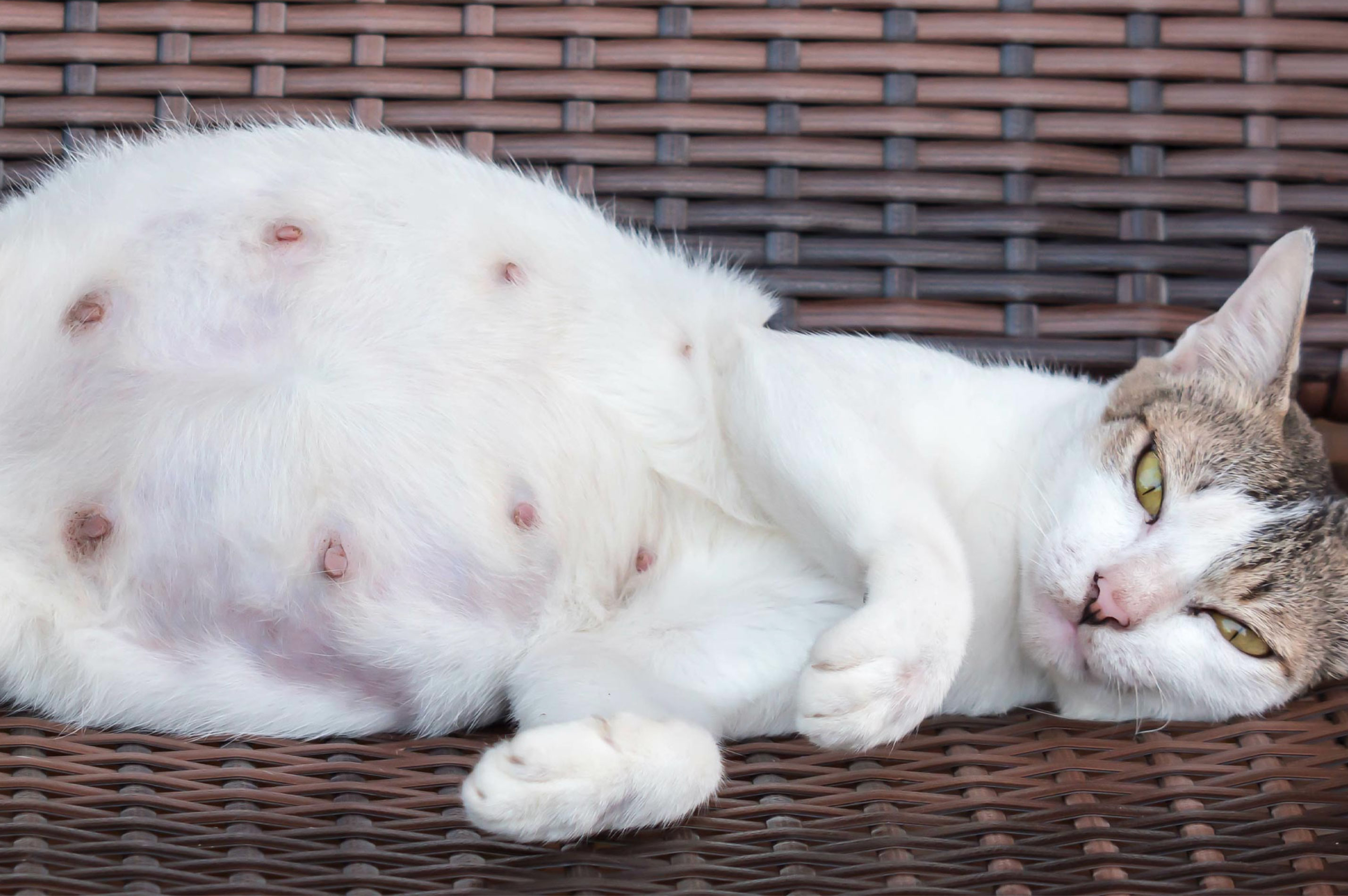 how long are cats pregnant_dae703fe 24d7 44dc 9219 e14fa78fba57