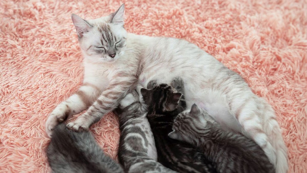 How Long Are Cats Pregnant?