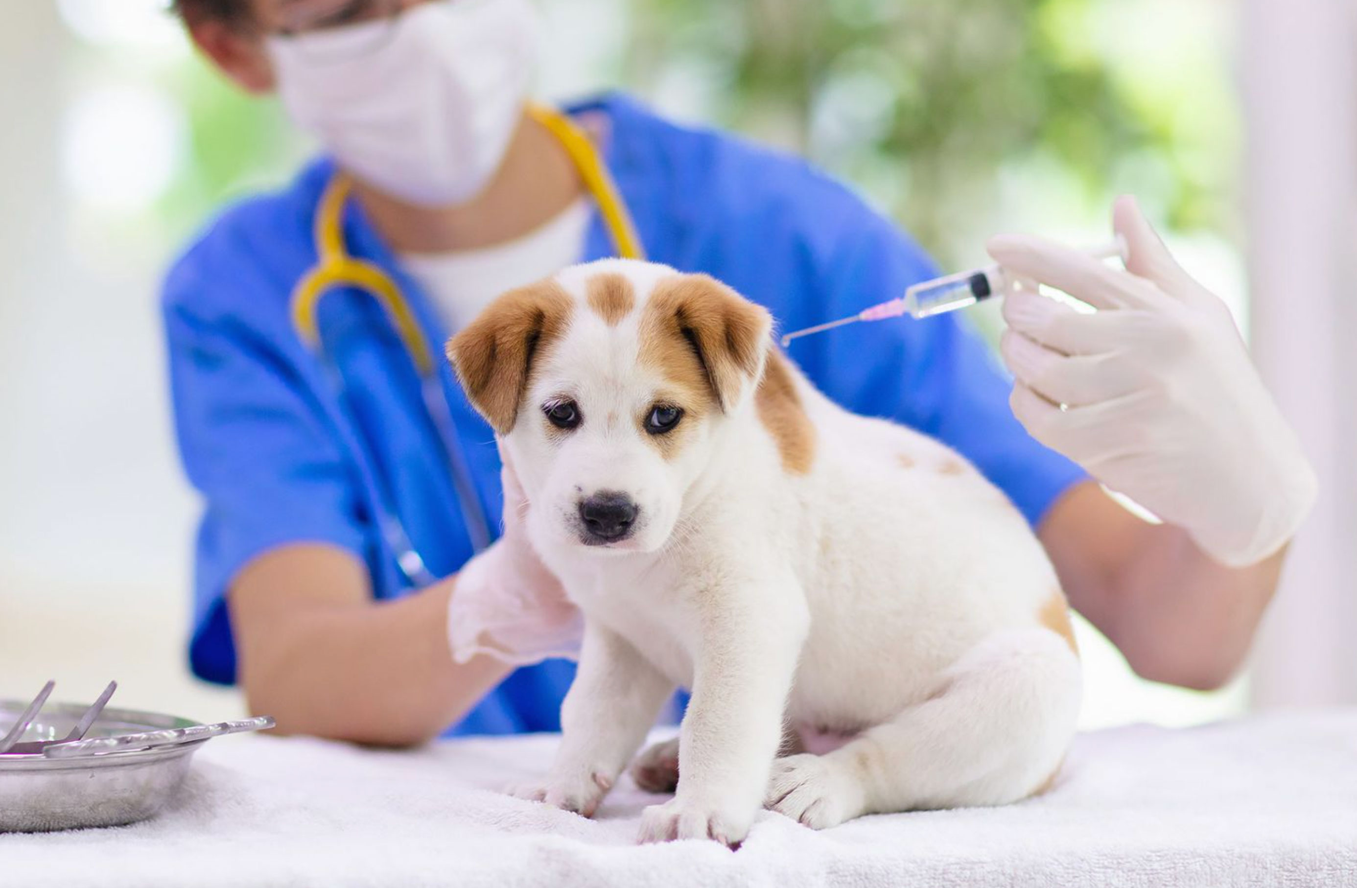 rabies shot cost for dogs_2e1df829 f465 4cc1 bee7 2173ecd50b85