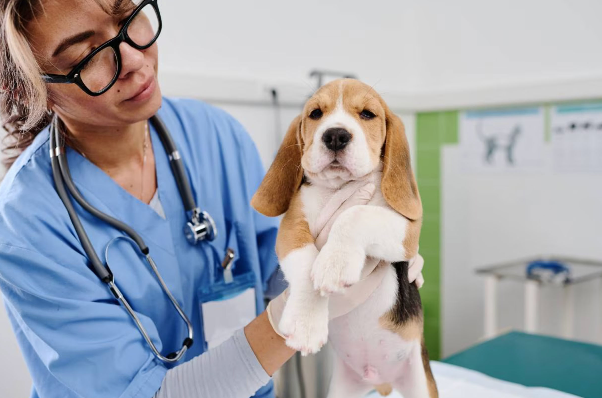 rabies shot cost for dogs_79c30ec1 cca7 4010 89e4 645ca804613d
